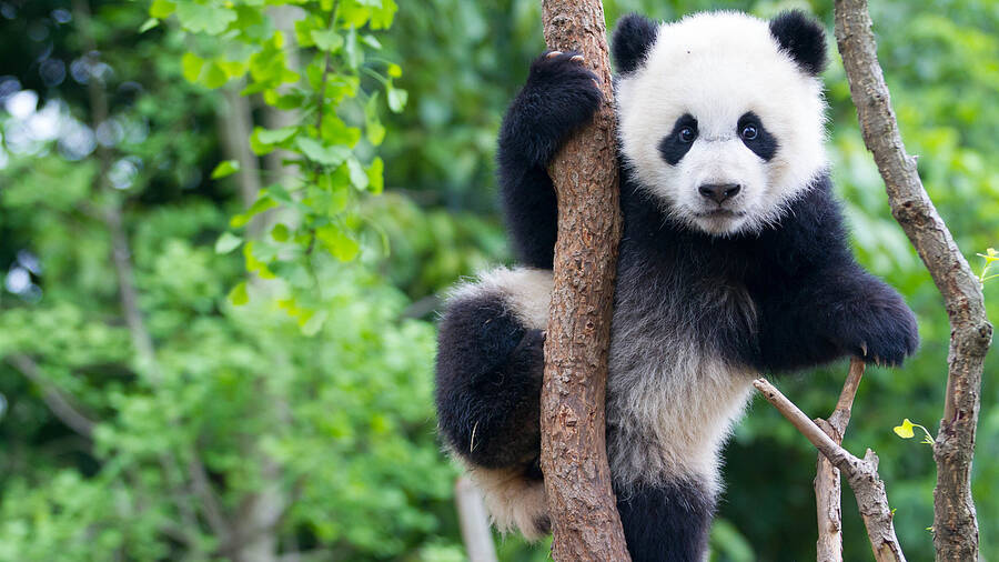 csm_panda-baum-ww230176-c-brad-josephs-wwf-us_0f54702d0a.jpg