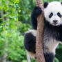 csm_panda-baum-ww230176-c-brad-josephs-wwf-us_0f54702d0a.jpg